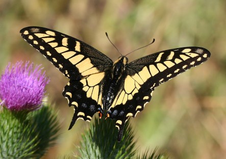 Anise_swallowtail