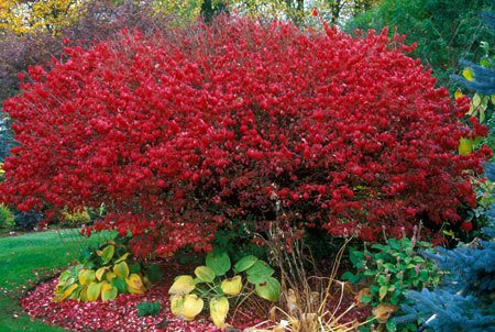Burning_Bush_450_1