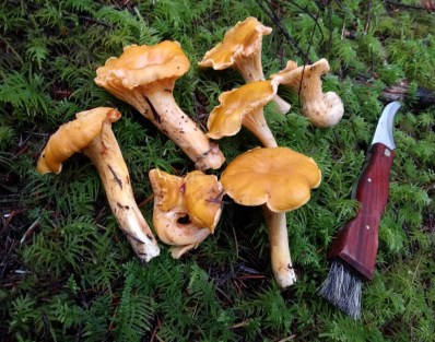 chanterelles-on-moss-with-knife