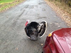 You have to take Uber driving one day at a time. The day before Thanksgiving, we got stopped by a protester!
