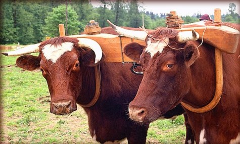 yoke-on-two-oxen