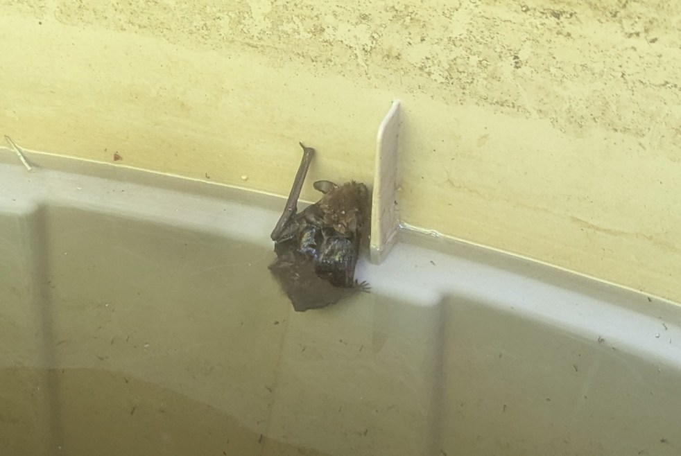 A soggy bat in my water catchment system.